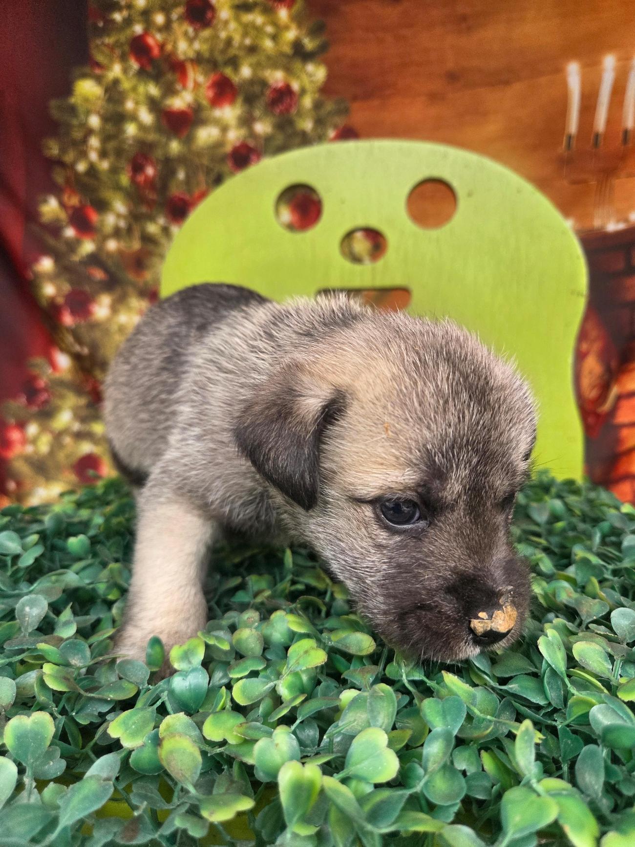 보호중 믹스견의 가…